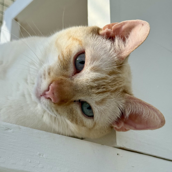Here To Make Your Cat Happy And Safe