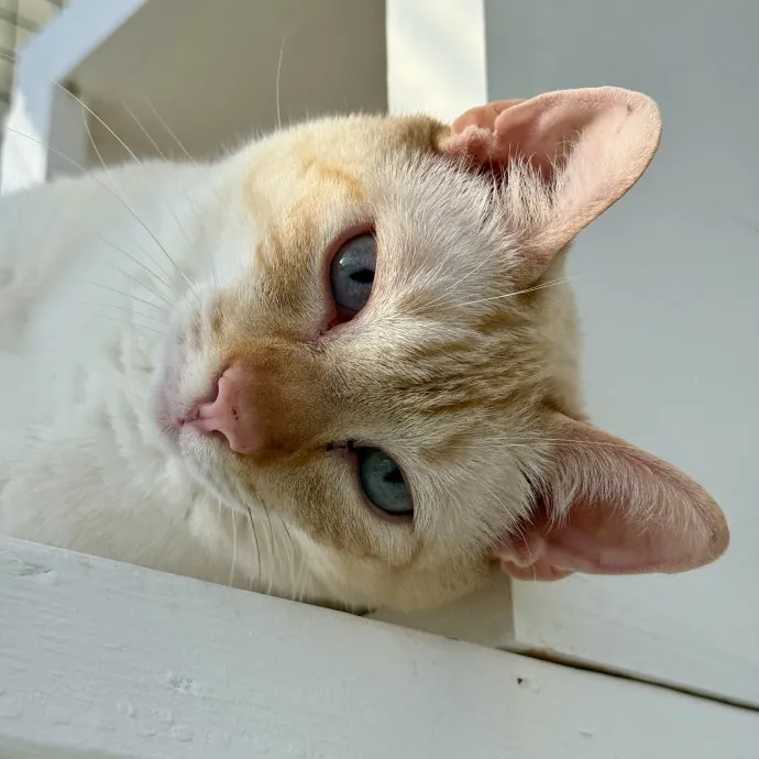 Loving Care For Four Little Paws