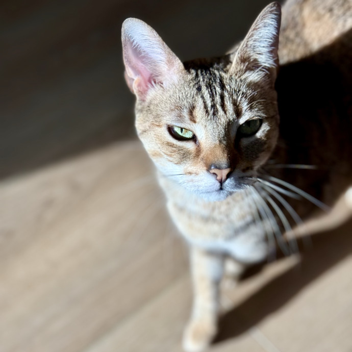 Here To Make Your Cat Happy And Safe