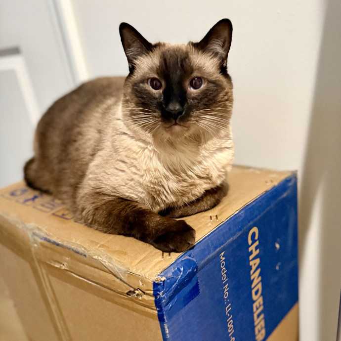 Here To Make Your Cat Happy And Safe