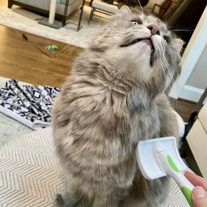 Here To Make Your Cat Happy And Safe