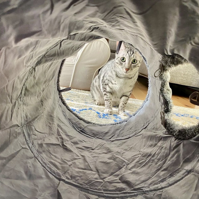 Here To Make Your Cat Happy And Safe