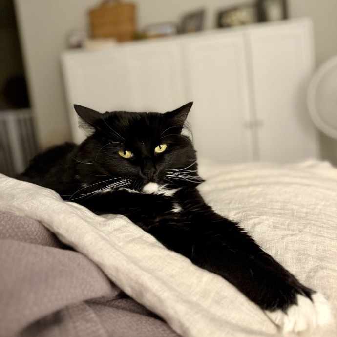 Here To Make Your Cat Happy And Safe