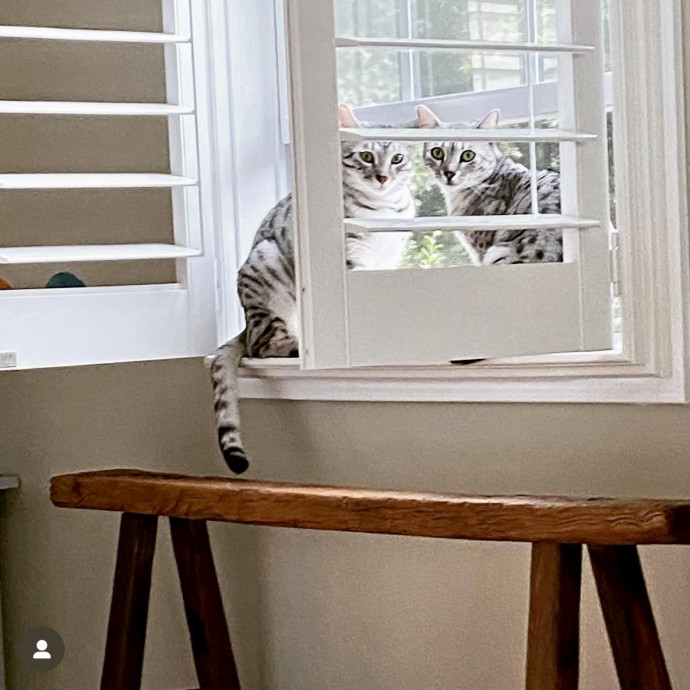 Here To Make Your Cat Happy And Safe