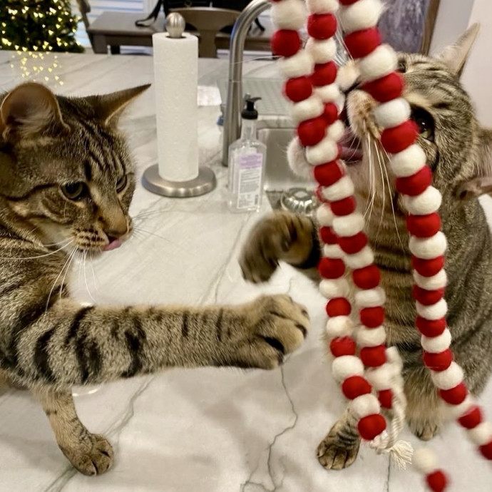Here To Make Your Cat Happy And Safe photo 3