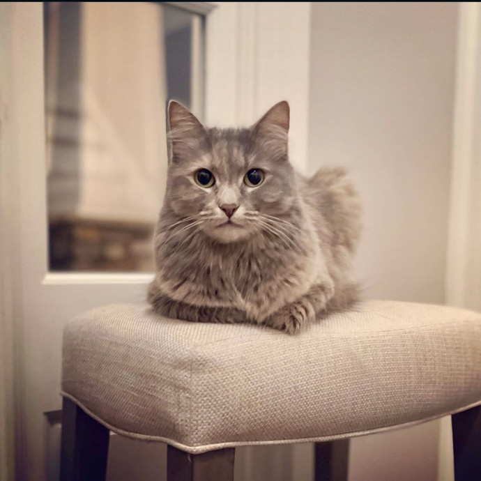 Here To Make Your Cat Happy And Safe photo 2
