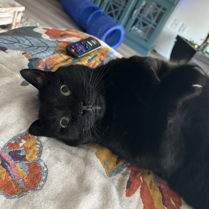 Certified Cat Lady For Hire