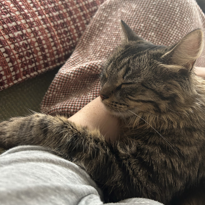 Certified Cat Lady For Hire