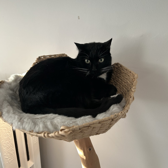 Certified Cat Lady For Hire photo 2