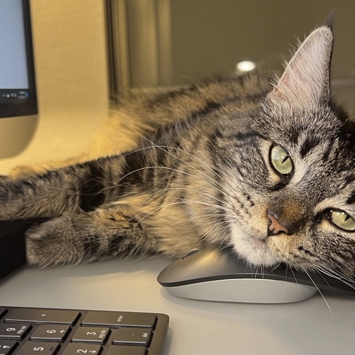 Alpine Cat Sitter