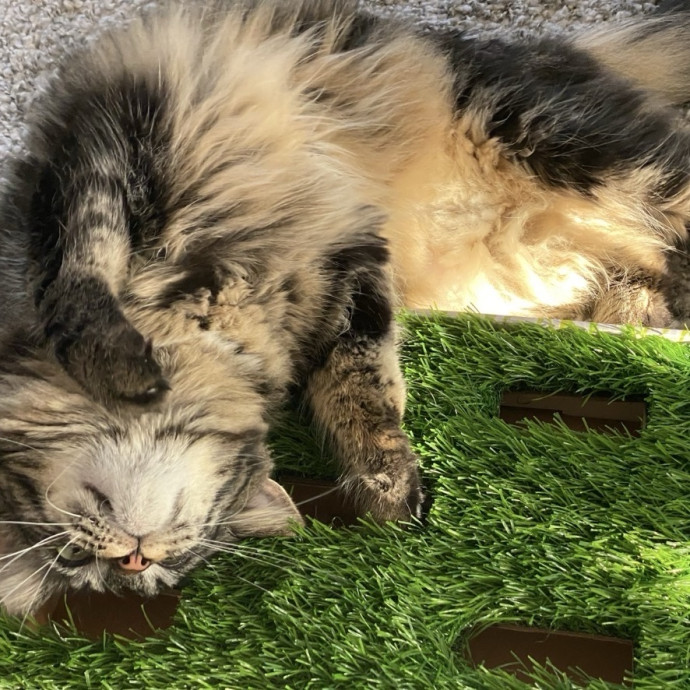 Alpine Cat Sitter
