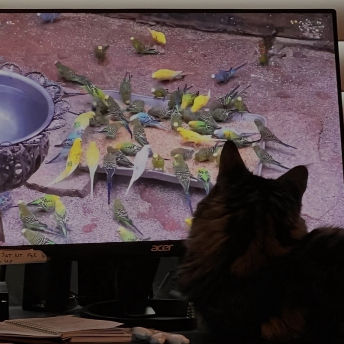 Alpine Cat Sitter