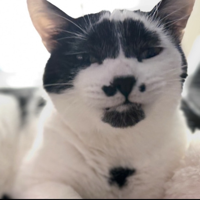 Alpine Cat Sitter photo 3