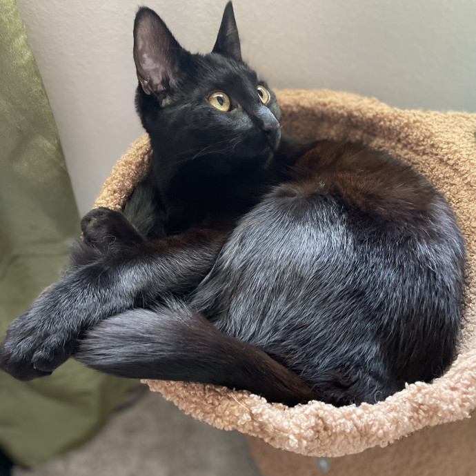 Thoughtful Dependable Care For Your Cat