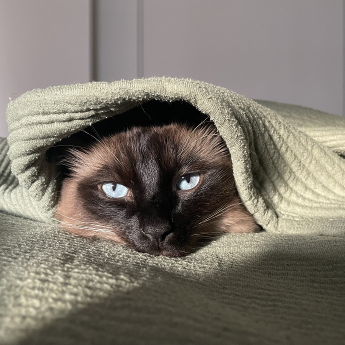 Thoughtful Dependable Care For Your Cat photo 3