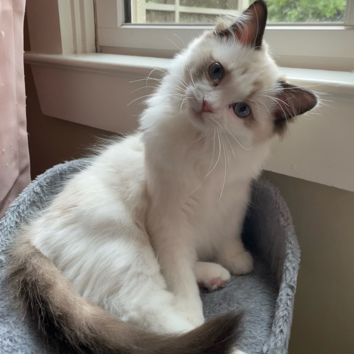 Thoughtful Dependable Care For Your Cat photo 2