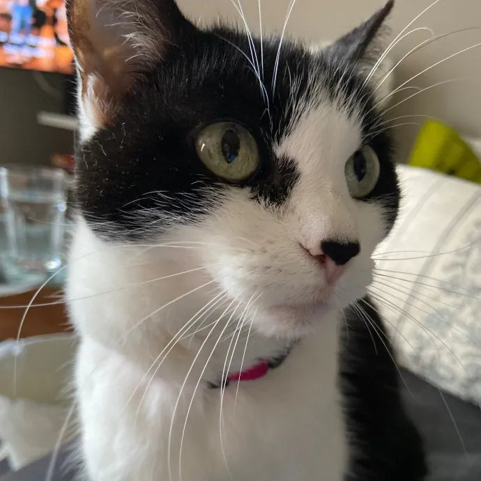 Emily - Experienced Catsitter photo 2