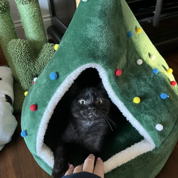 Ella Starinsky photo 2