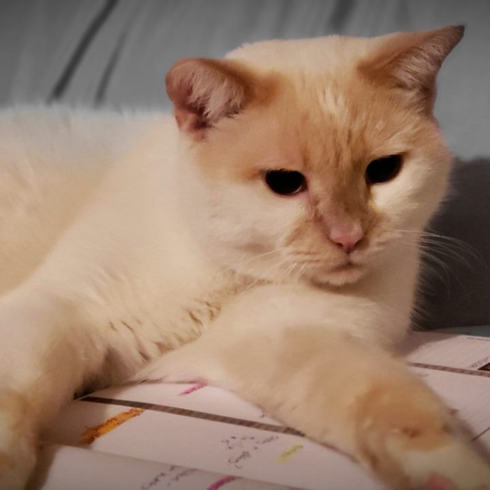 Experienced Cat Care With Kris