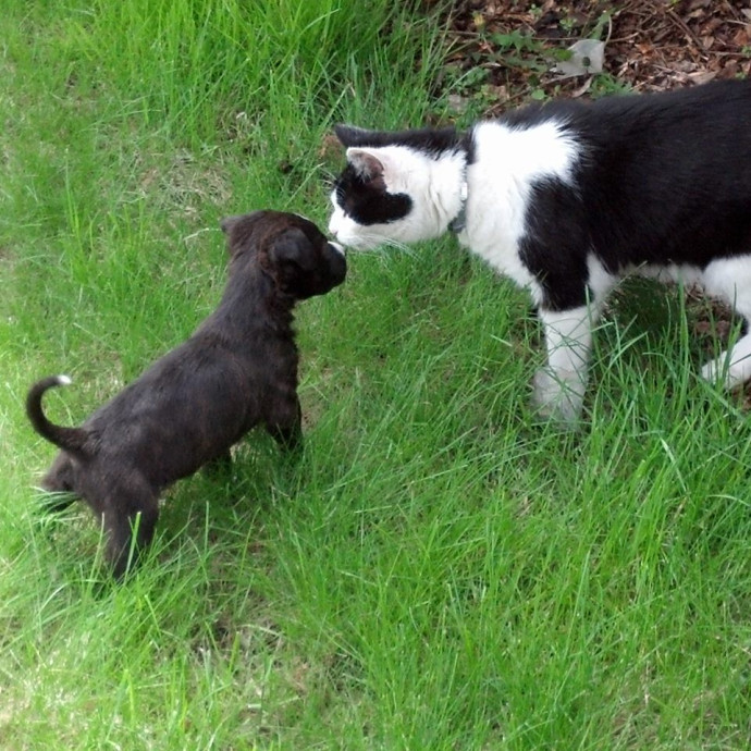 Experienced Cat Care With Kris photo 3