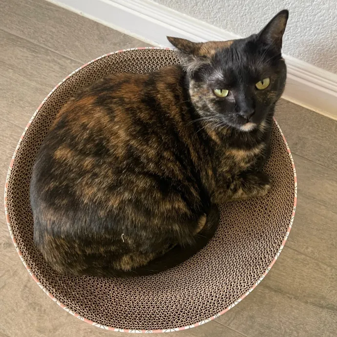 Renee's Frisky Feline Fun