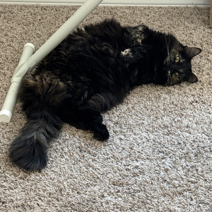 Renee's Frisky Feline Fun