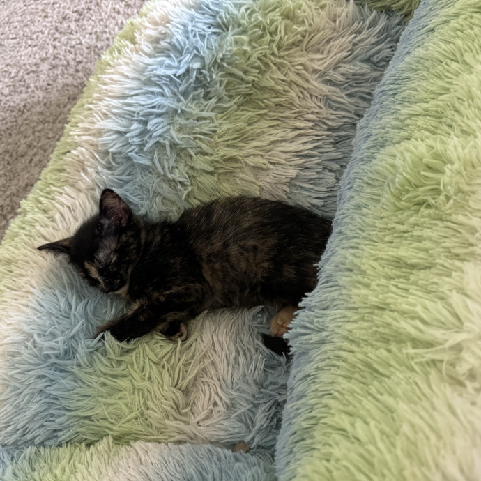 Renee's Frisky Feline Fun photo 3