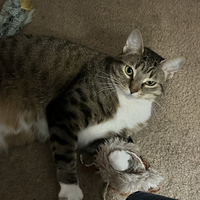 Where Your Cat Feels Safe And Loved