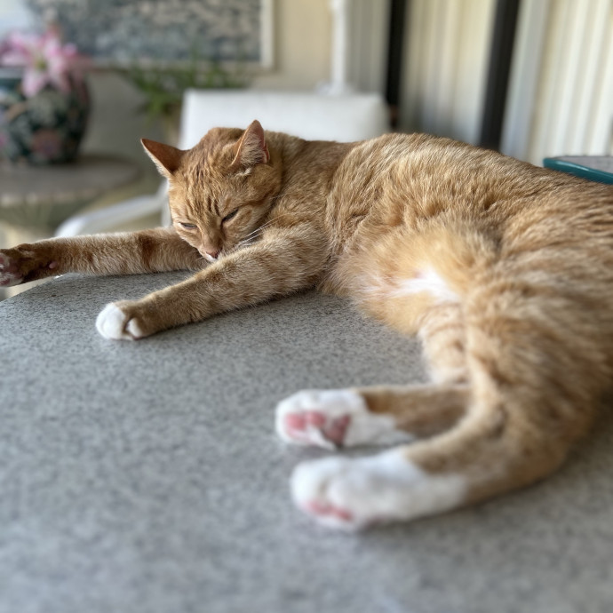 Where Your Cat Feels Safe And Loved photo 3