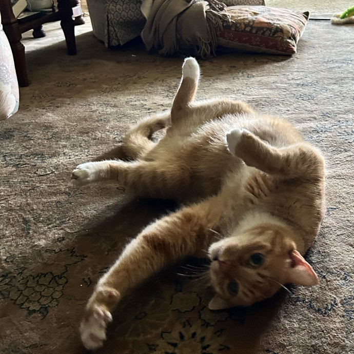 Where Your Cat Feels Safe And Loved photo 2