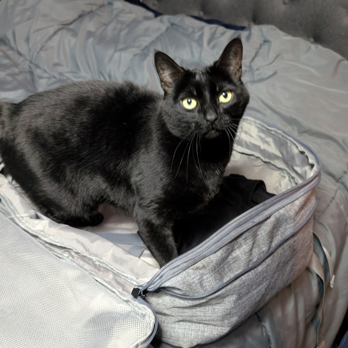 Kristen's Paws Purrs Concierge