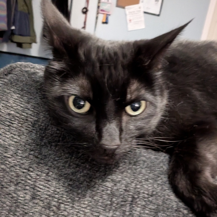 Kristen's Paws Purrs Concierge