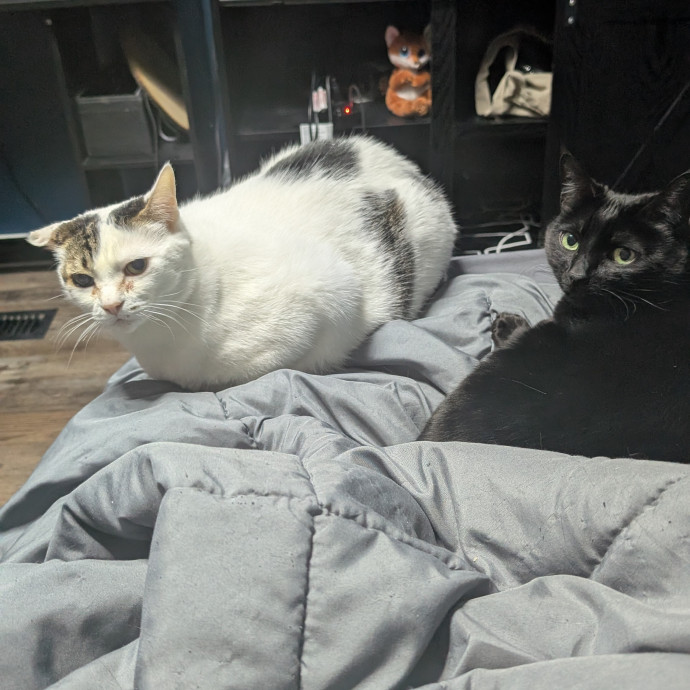 Kristen's Paws Purrs Concierge