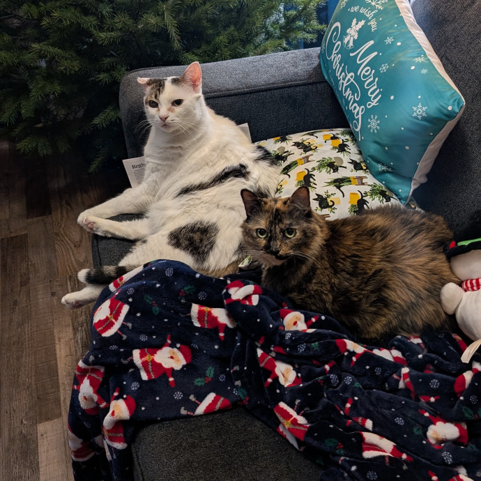 Kristen's Paws Purrs Concierge