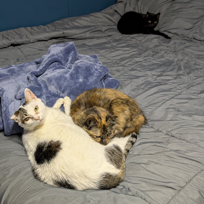 Kristen's Paws Purrs Concierge