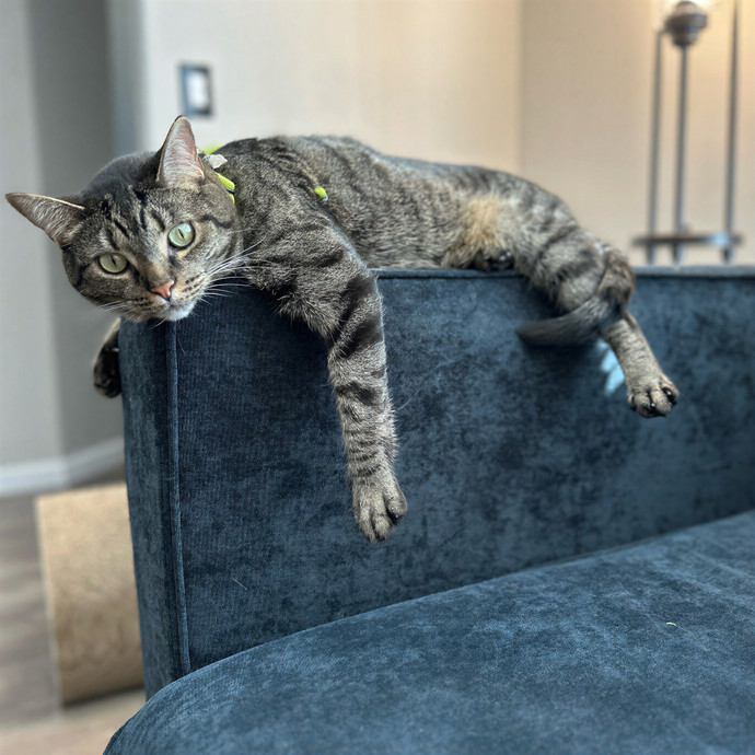 Clarity's Kitty Care