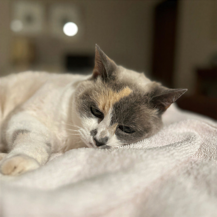 Clarity's Kitty Care