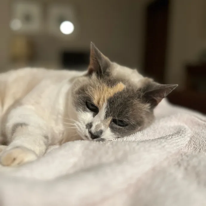 Clarity's Kitty Care