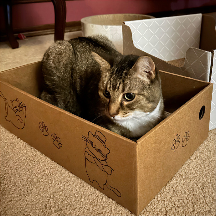 Clarity's Kitty Care