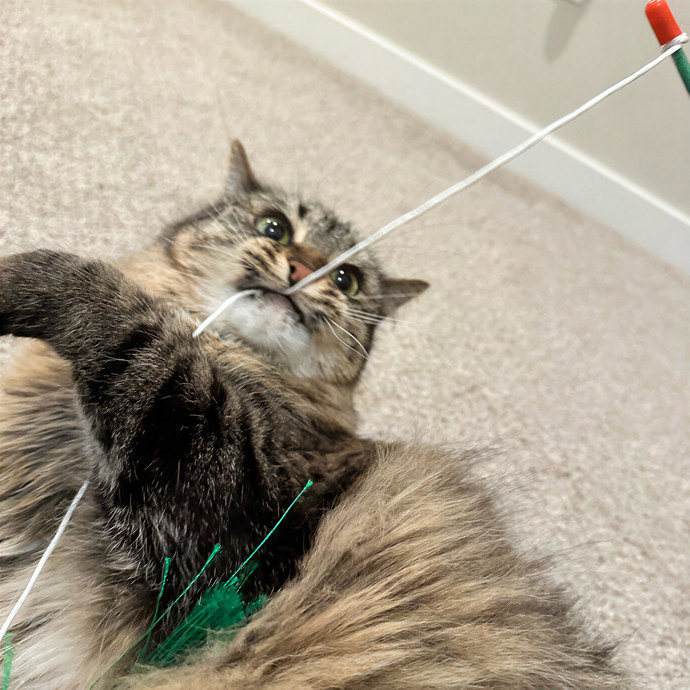 Clarity's Kitty Care