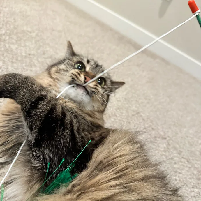 Clarity's Kitty Care
