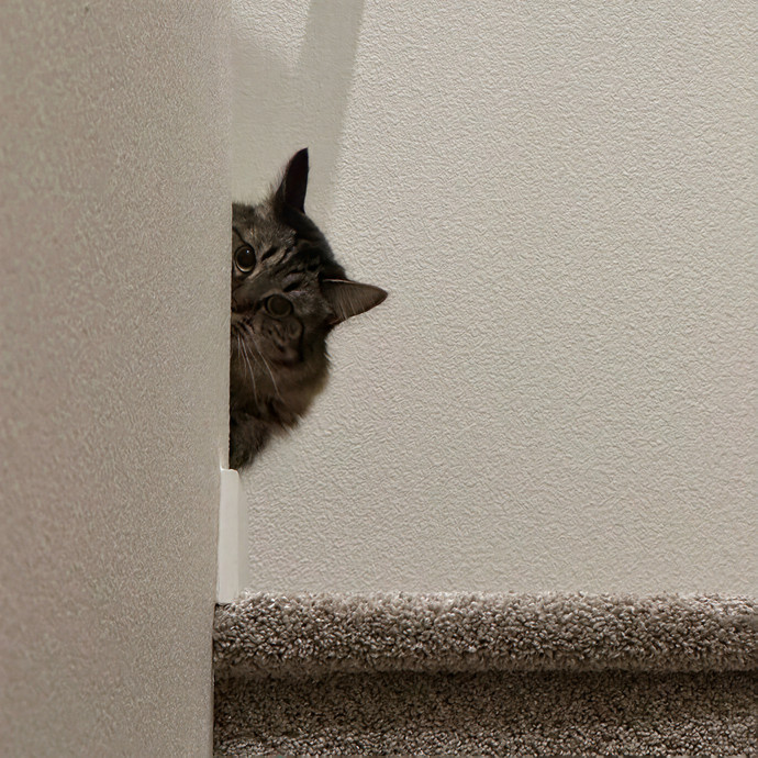 Clarity's Kitty Care