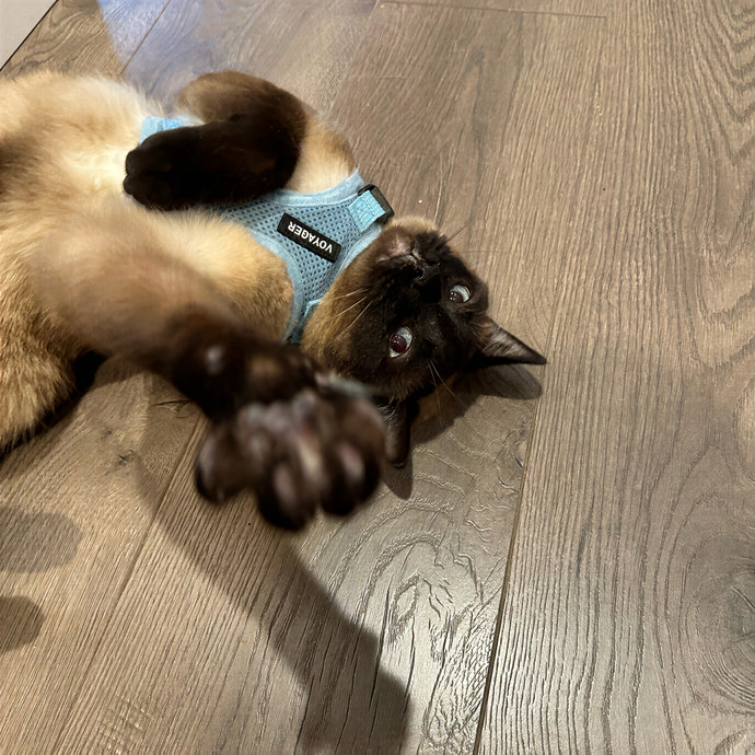 Clarity's Kitty Care