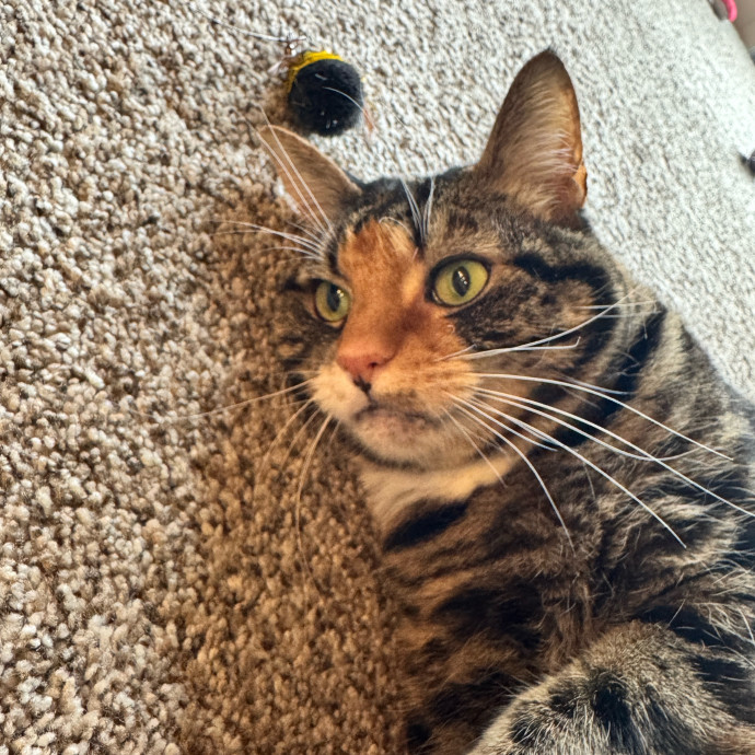 Clarity's Kitty Care