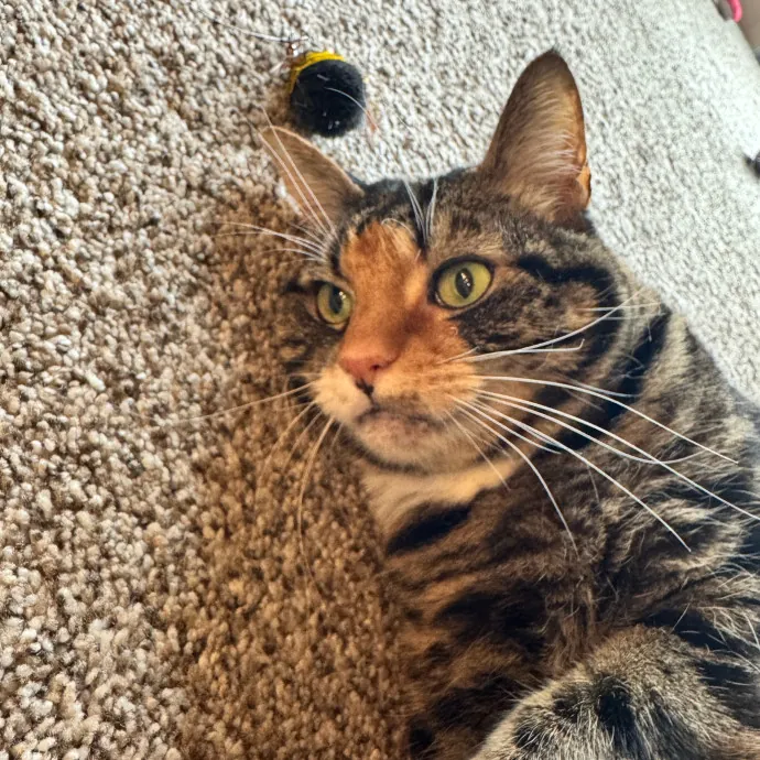 Clarity's Kitty Care