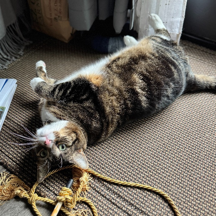 Clarity's Kitty Care