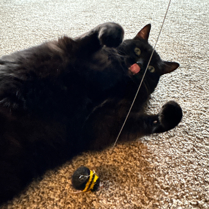 Clarity's Kitty Care