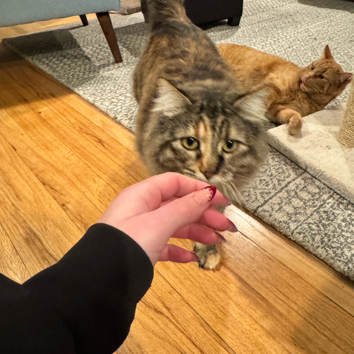 Clarity's Kitty Care