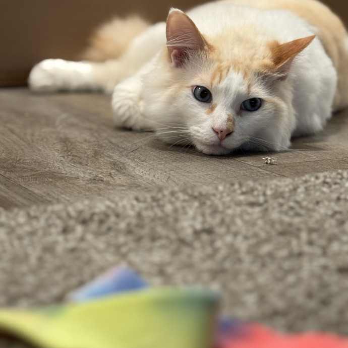 Clarity's Kitty Care
