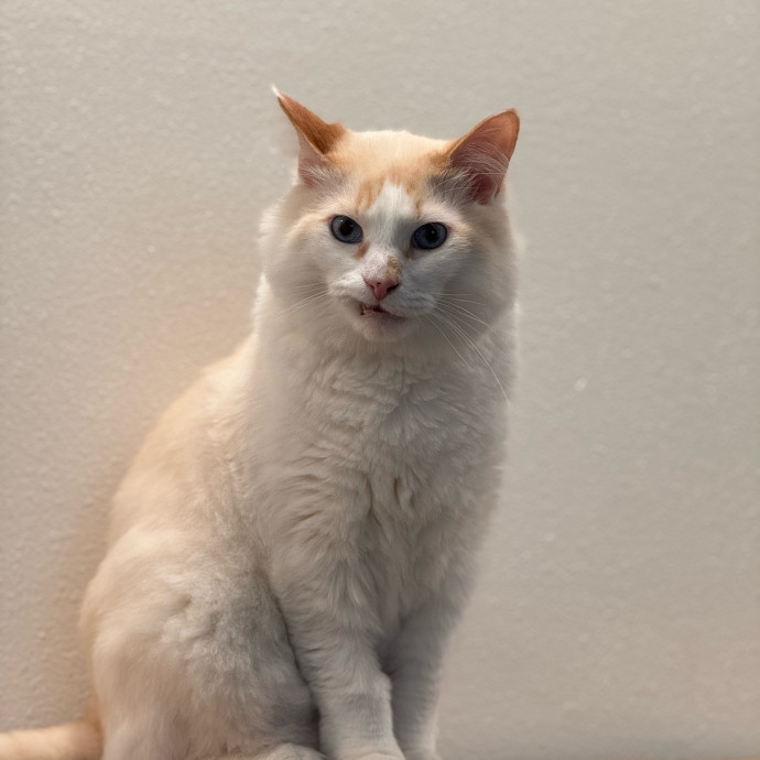 Clarity's Kitty Care